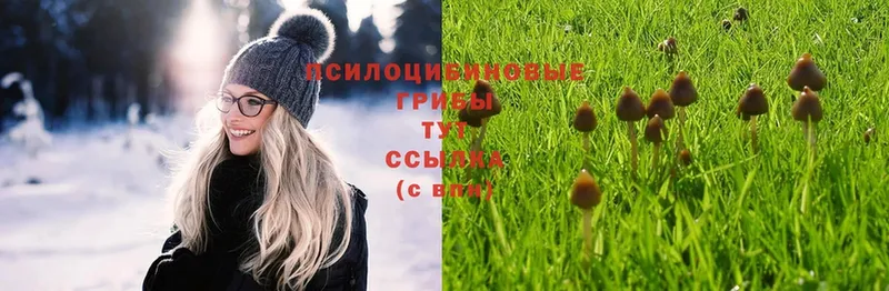 Псилоцибиновые грибы Psilocybine cubensis  кракен маркетплейс  Ивдель 